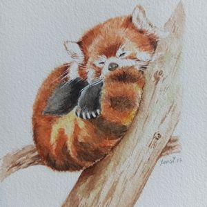 Original artwork watercolor painting red panda